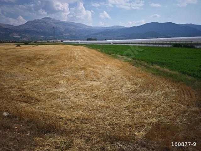 SEYDİKEMER TEMEL SATİLİK SULU TARLA