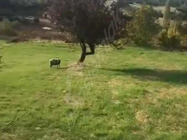 SEYDİKEMER YAKA TLOS ANTİK KÖYDE EVLER YANİ 2448MT MÜLK SATILIK