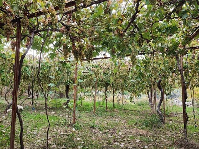 SEYDİKEMER ARSA MAH.İLKONDAN SATILIK TARLA