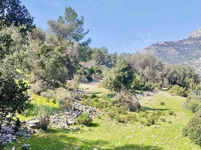 SEYDİKEMER BOĞAZİÇİN 'DE SATILIK 7420 m2 TARLA