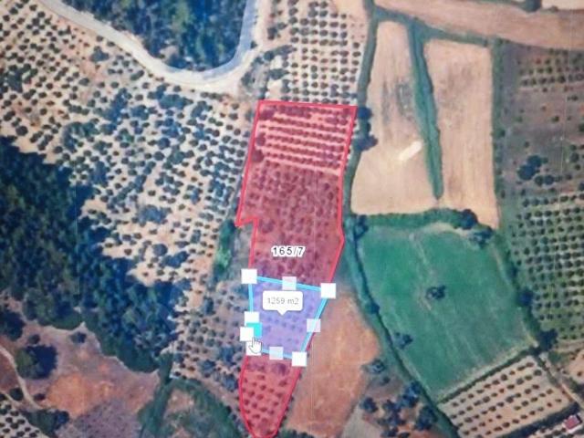 SEYDİKEMER GİRMELER ACİL SATILIK 1.258 m RIZAİ TAKSİMLİ TARLA