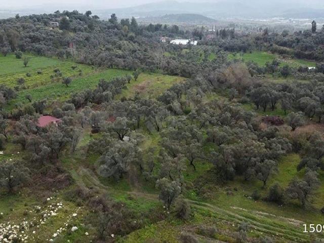 SEYDİKEMER GİRMELERDE DOĞA İÇİNDE 1350 M2 ZEYTİNLİK