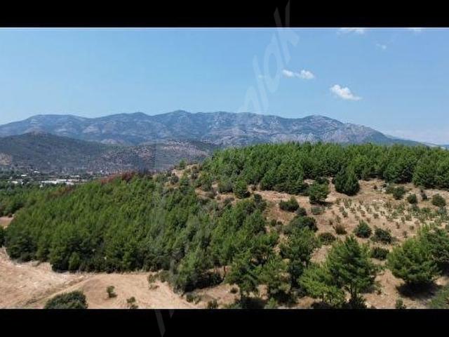 SEYDİKEMER GÖLBENT'TE 16.000 M2 ZEYTİNLİK TARLA