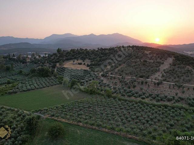 SEYDİKEMER GÜNEŞLİDE TEPE545M2 MÜSTAKİL SATILIK TARLA