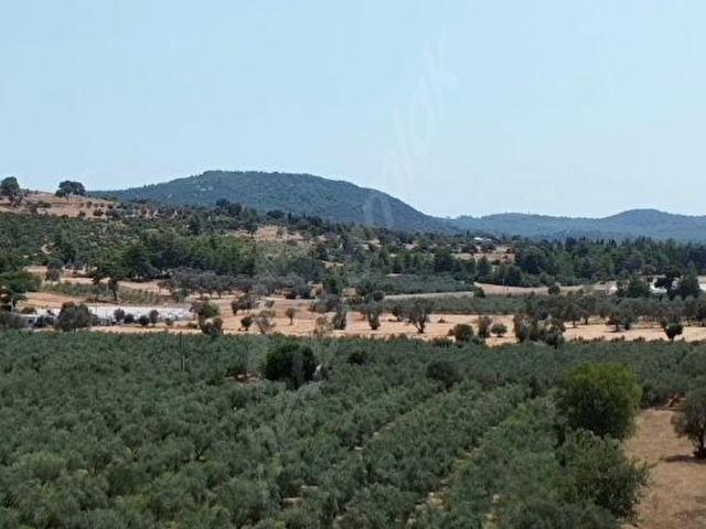 SEYDİKEMER İZZETTİN MAHALLESİNDE 13.500 M ZEYTİNLİK
