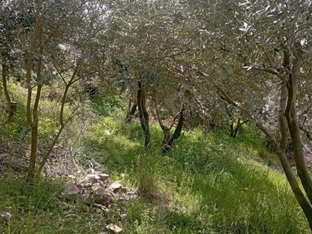 SEYDİKEMER ÖREN MAHALLESİNDE SATILIK 412 M2 TARLA