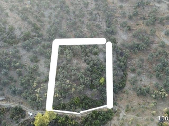 SEYDİKEMER SARIYER MAHALLESİNDE 2000 M2 SATILIK ZEYTİNLİK