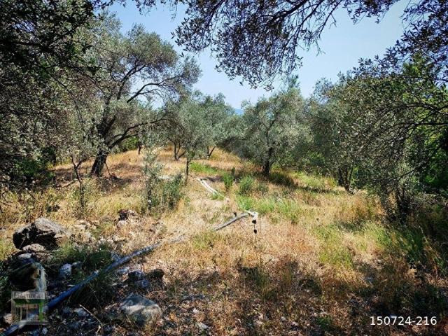 Seydikemer Söğütlüdere'de 7558m Köyiçi İmarli, Zeytin Ağaçlı Arazi