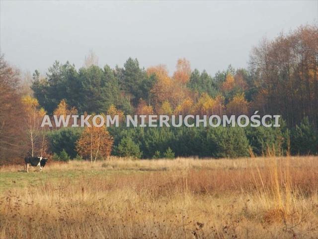Skierniewice, Borowiny, 10 300 m2