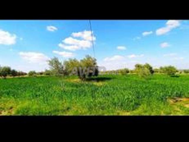 شارع النخيل تيط مليل البيضاء
