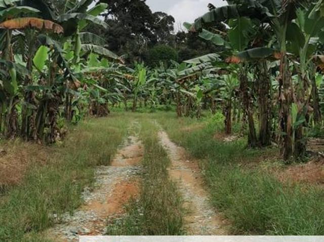 Simpang Rengam Fruit Farm Land