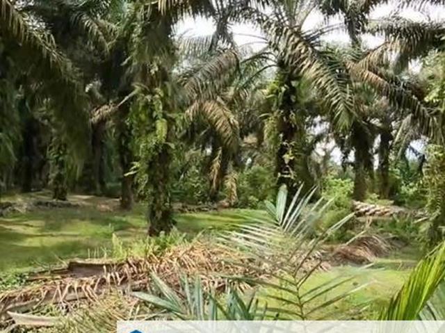 Simpang Renggam 3.2 Acres Land