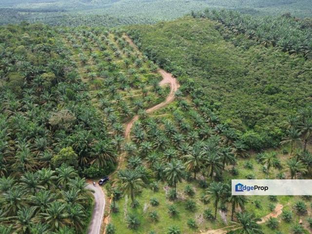 Simpang Renggam 11 Acres Land