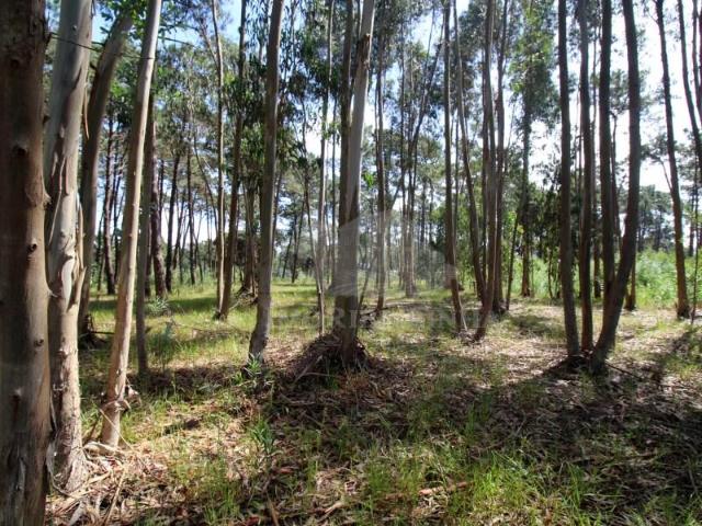 Sintra Sintra 103675779
