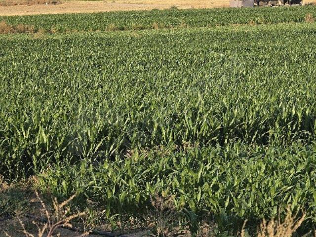 Sincan Esenler Yapracık Toki manzaralı tapulu 400 yatırıma uygun en çok prim yapan bölge Temelli yol