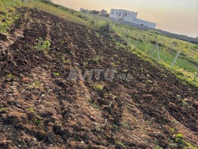 Sidi Qnqouch Talal Chérif près de la route principale