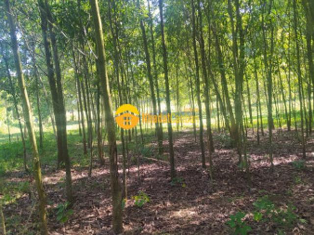 Siêu phẩm đất rừng thanh sơn, phú thọ 18ha, giá 3,6 tỷ