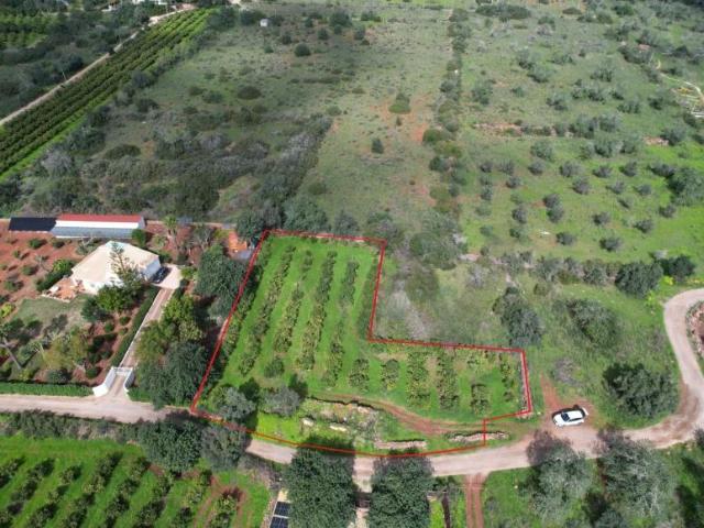 Silves Algarve 99604871
