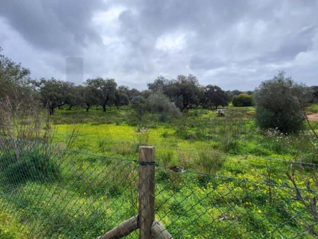 Silves Algarve 100499474