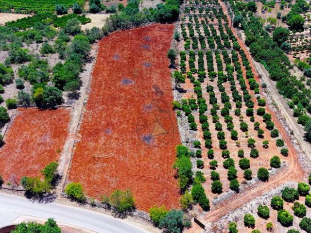 Silves Algarve 103841212