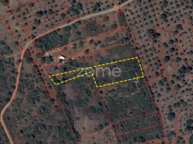 Silves Silves 101065575