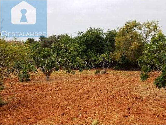 Silves Silves 98775811