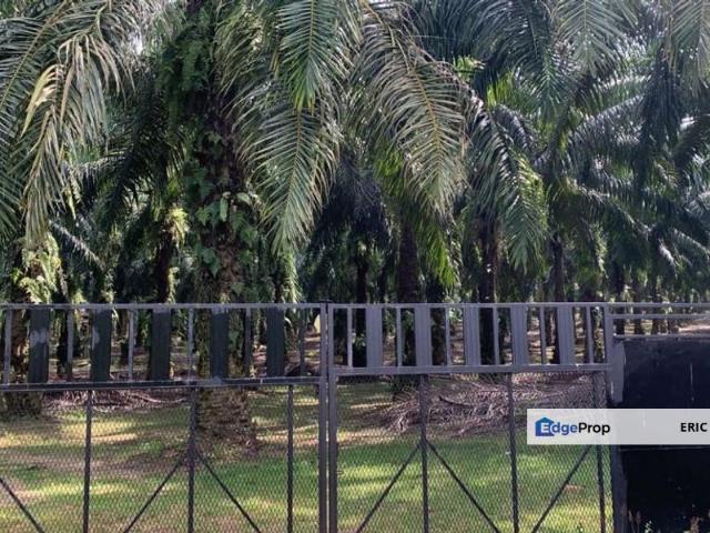 Siputeh