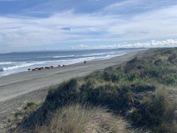 Sitio en Venta en Carelmapu