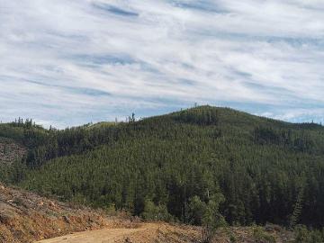Sitio o Terreno en Venta en Curepto