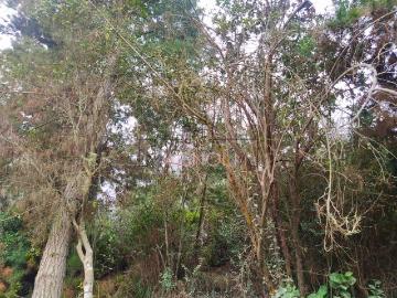 Sitio o Terreno en Venta en Navidad