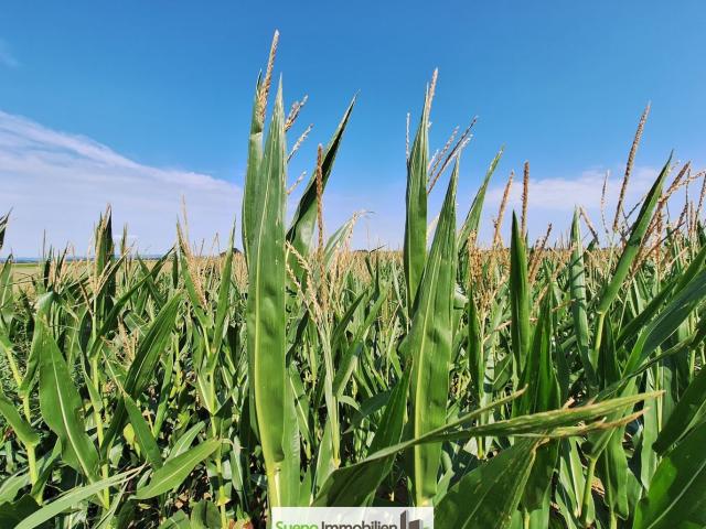 So einfach kann Nachhaltigkeit sein mit Ihrem Acker!