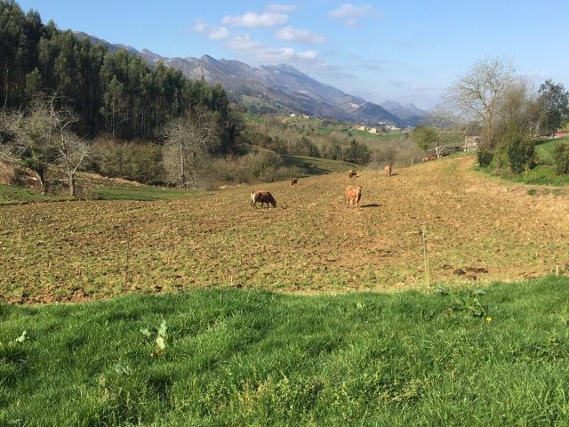 Solar Venta Asturias