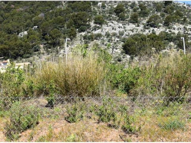 Solar en venta en Alaró con excelente potencial de construcción