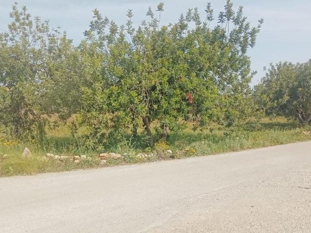 Solar en venta en calle Vial, Amposta, de 3.377 m² por 25.000