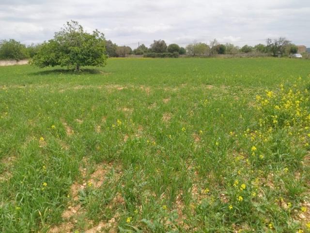 Solar industrial a la venta en la zona norte de Mallorca