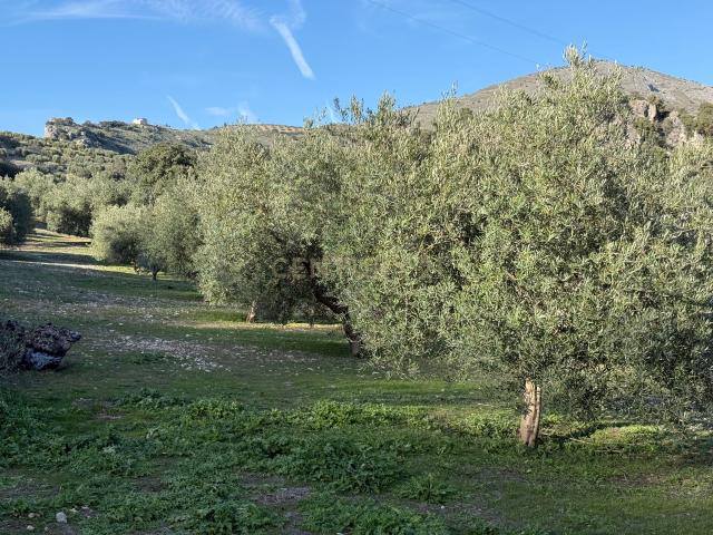 SOLAR RÚSTICO CON OLIVOS EN ÍLLORA