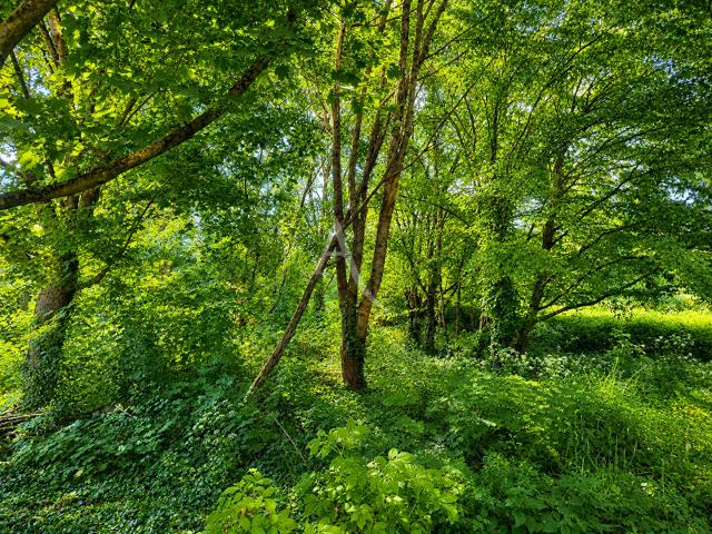 Souzay Champigny Vente Terrain 49