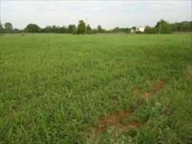 Special Agriculture Zameen Offer for Dera ismahil Khan Dera Ismail Khan ID 09977