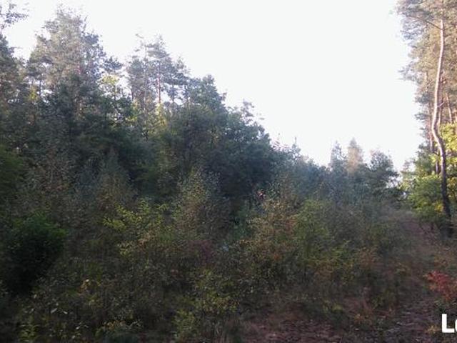 Sprzedam las