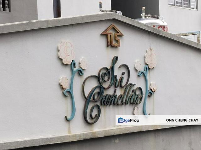 Sri Camellia