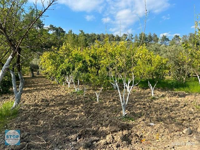 Stoptan Seydikemer Sahil Ceylanda 730 m Tarla