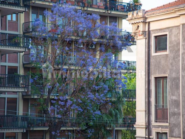 Stanza in affitto in appartamento via Basile 6, Catania