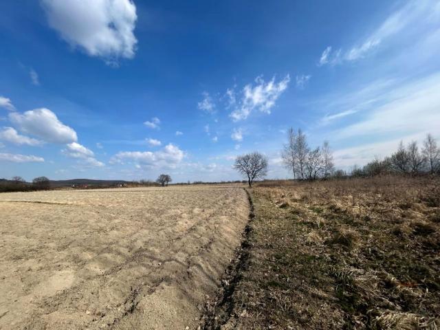 Starowiejska 10 000 m², Ryczów