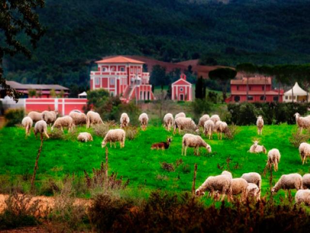 Struttura per uso commerciale in vendita a Grosseto 1000 mq Rif: 1396621