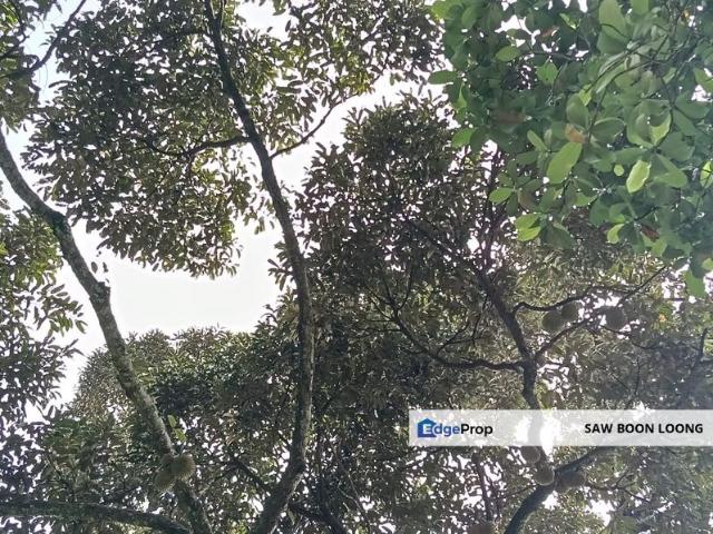 Sungai Ara Durian Farm Orchard