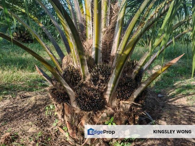 Sungai Siput