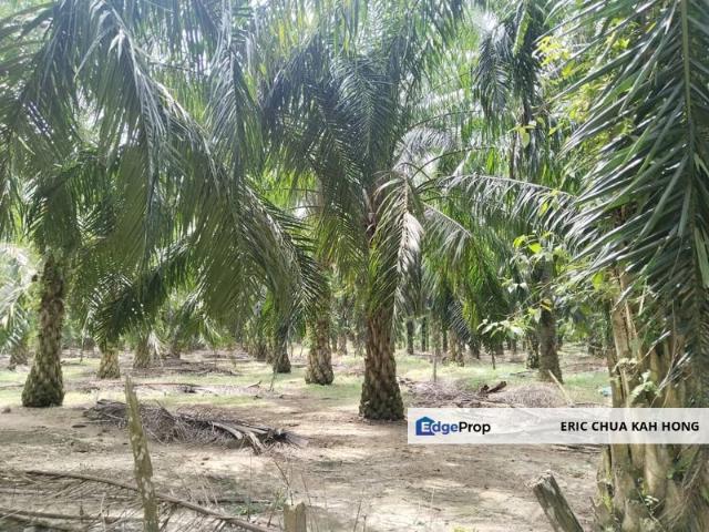Sungai Siput