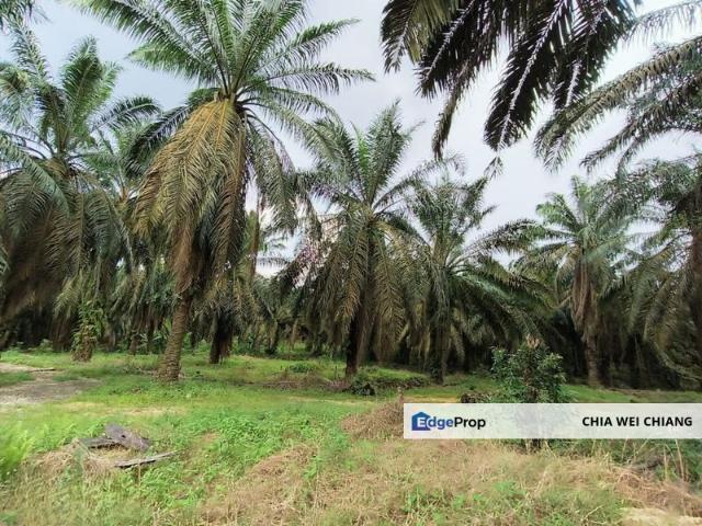 Sungai Tiram