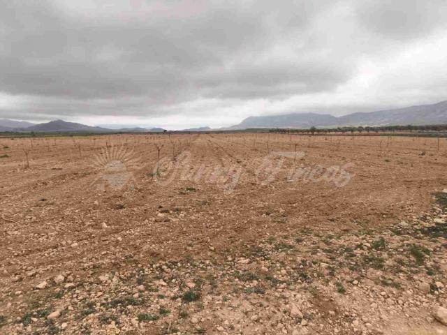 Suelo urbanizable en Venta en Yecla Murcia