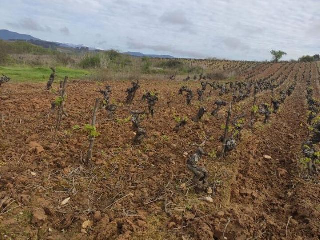 Suelo en venta, Camponaraya, León